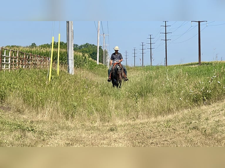 American Quarter Horse Merrie 14 Jaar Roan-Bay in Cannon Falls
