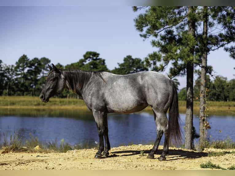 American Quarter Horse Merrie 14 Jaar Roan-Blue in Bee Branch
