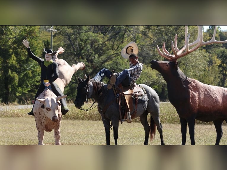 American Quarter Horse Merrie 14 Jaar Roan-Blue in Bee Branch