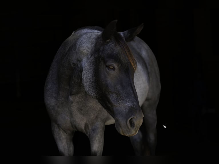 American Quarter Horse Merrie 14 Jaar Roan-Blue in Bee Branch