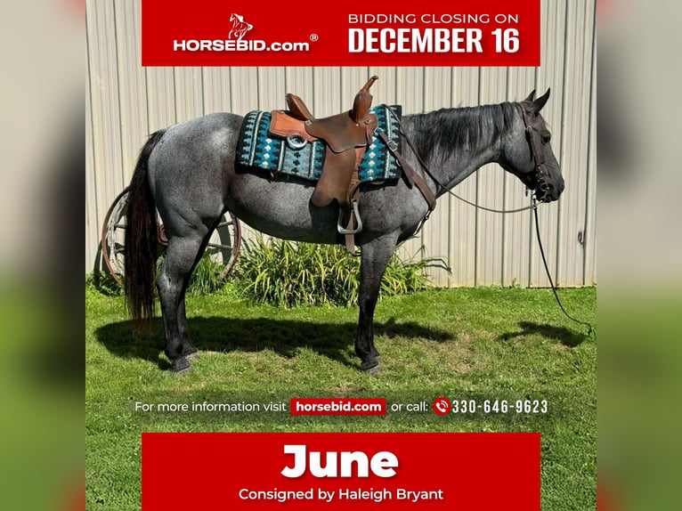 American Quarter Horse Merrie 14 Jaar Roan-Blue in Fowler