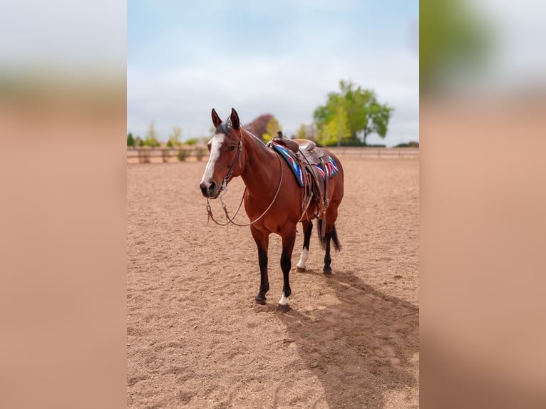 American Quarter Horse Merrie 14 Jaar Roodbruin in Longmont
