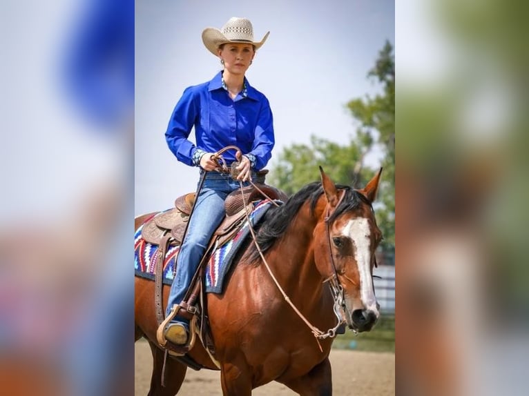 American Quarter Horse Merrie 14 Jaar Roodbruin in Longmont
