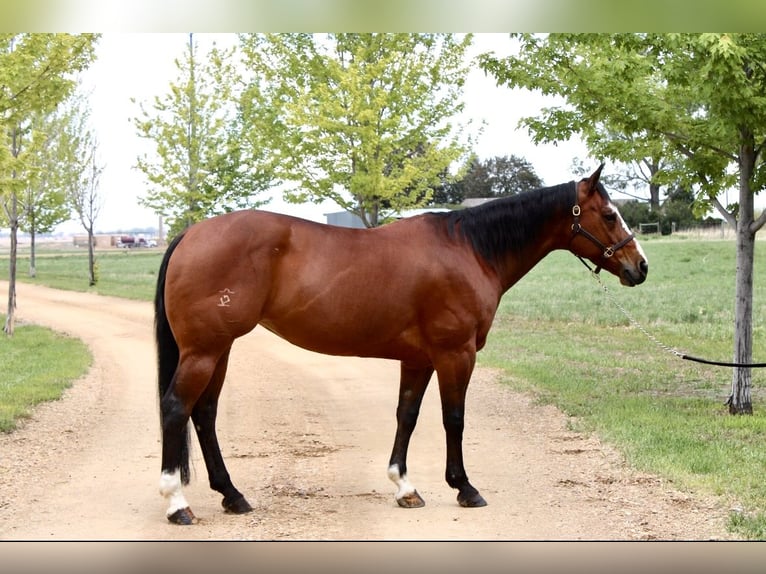 American Quarter Horse Merrie 14 Jaar Roodbruin in Longmont