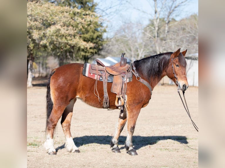 American Quarter Horse Merrie 14 Jaar Roodbruin in Everett PA