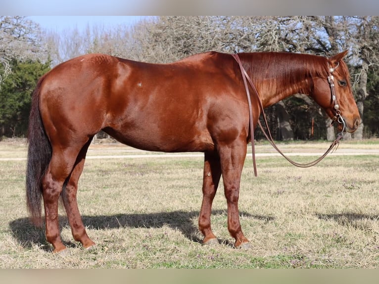American Quarter Horse Merrie 14 Jaar Roodvos in Burleson, TX