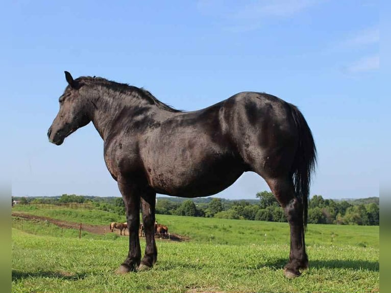 American Quarter Horse Merrie 14 Jaar Zwart in Princeton MO