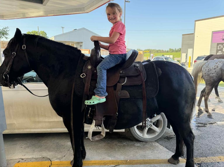 American Quarter Horse Merrie 14 Jaar Zwart in Princeton MO