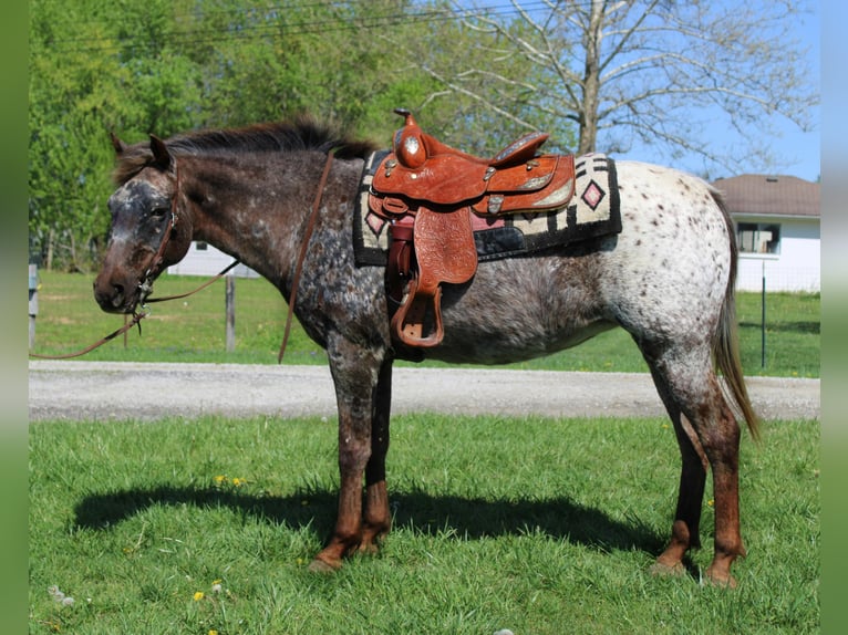 American Quarter Horse Merrie 15 Jaar 137 cm Donkere-vos in Borden IN