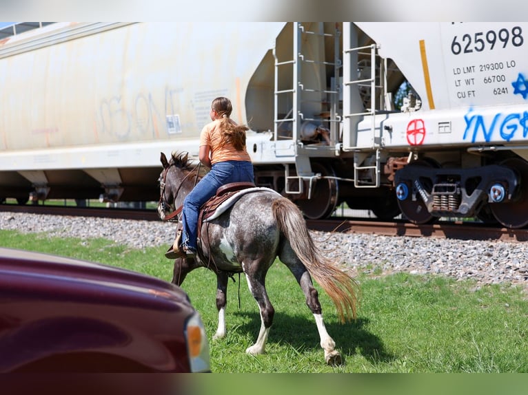 American Quarter Horse Merrie 15 Jaar 142 cm Gevlekt-paard in Forney