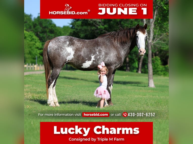 American Quarter Horse Merrie 15 Jaar 142 cm Gevlekt-paard in Forney