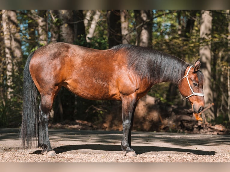 American Quarter Horse Merrie 15 Jaar 142 cm Roodbruin in Portage