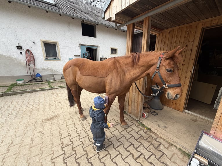 American Quarter Horse Mix Merrie 15 Jaar 145 cm Vos in Regensburg