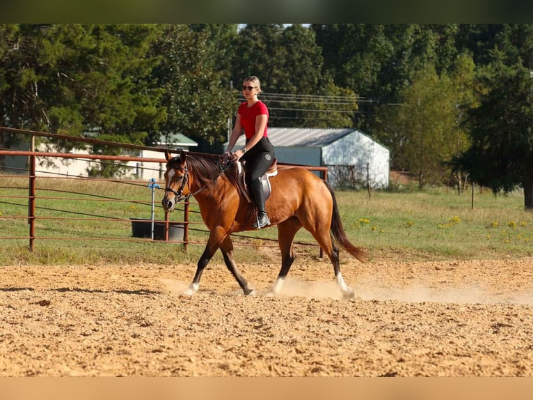 American Quarter Horse Merrie 15 Jaar 147 cm Buckskin in Quitman