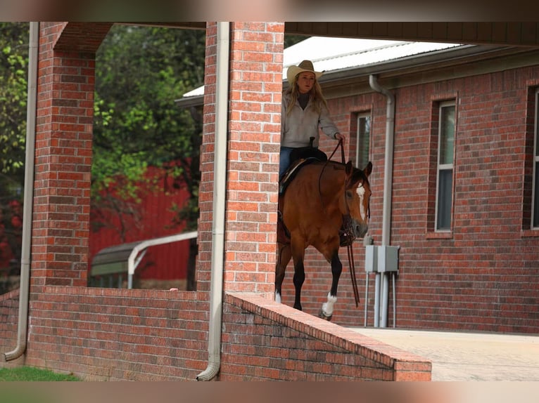 American Quarter Horse Merrie 15 Jaar 147 cm Buckskin in Quitman