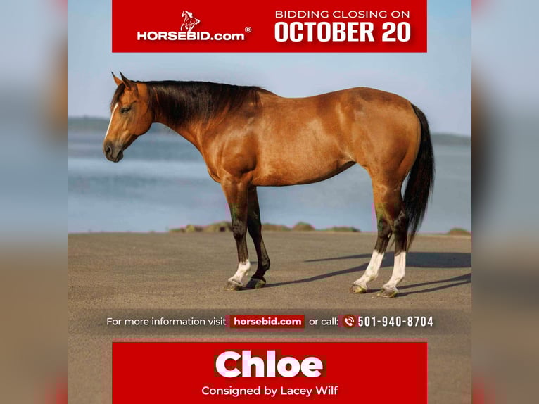 American Quarter Horse Merrie 15 Jaar 147 cm Buckskin in Quitman