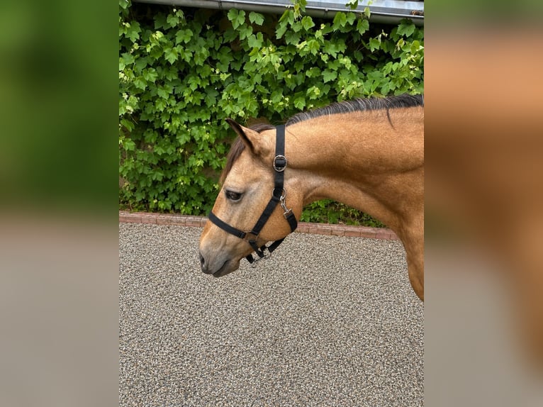 American Quarter Horse Merrie 15 Jaar 147 cm Buckskin in Bad Zwesten