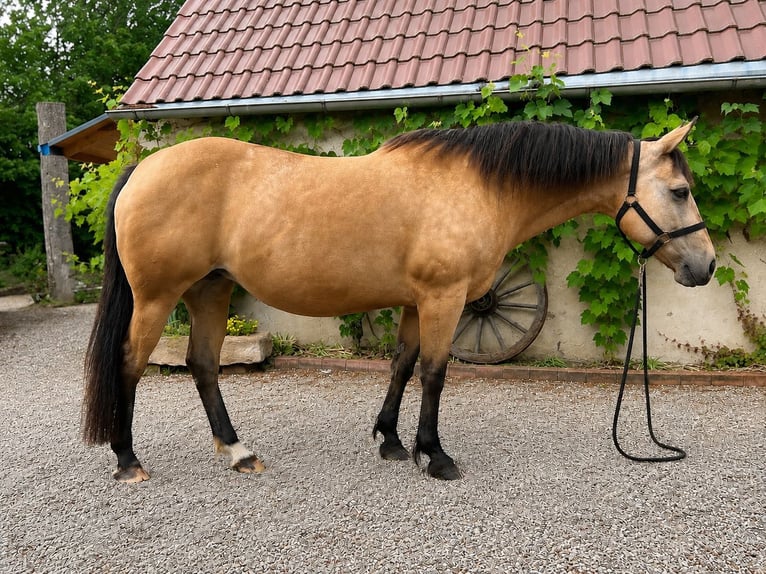 American Quarter Horse Merrie 15 Jaar 147 cm Buckskin in Bad Zwesten