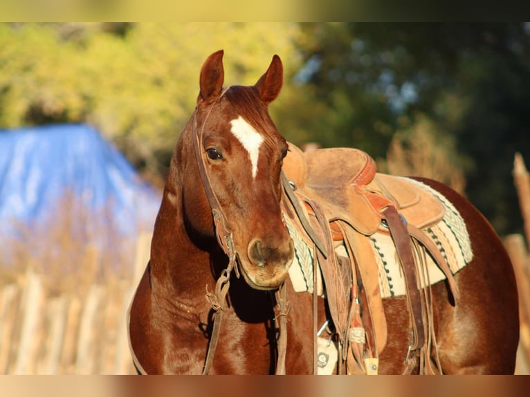 American Quarter Horse Merrie 15 Jaar 147 cm Roan-Red in camp Verde AZ