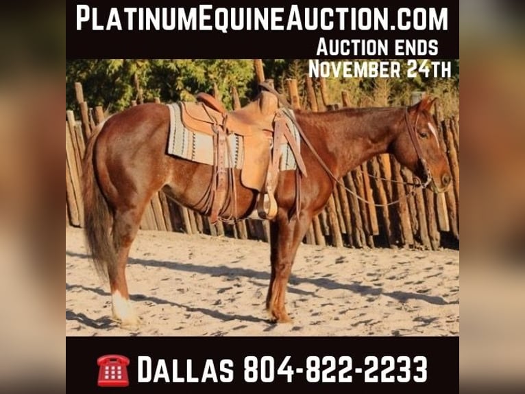 American Quarter Horse Merrie 15 Jaar 147 cm Roan-Red in camp Verde AZ