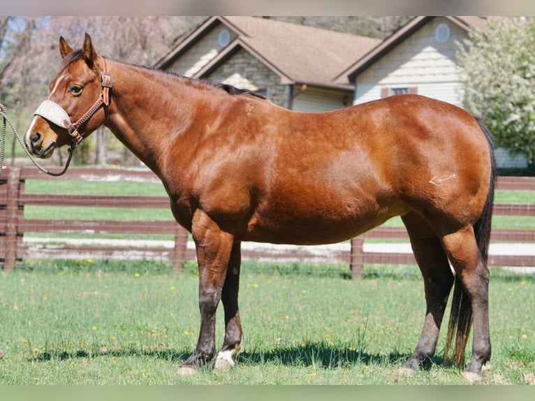 American Quarter Horse Merrie 15 Jaar 147 cm Roodbruin in Rineyville KY