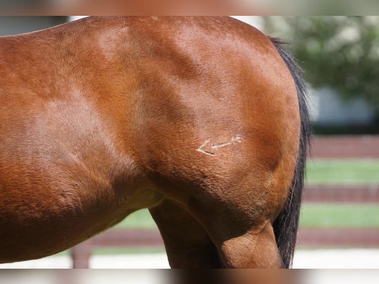 American Quarter Horse Merrie 15 Jaar 147 cm Roodbruin in Rineyville KY