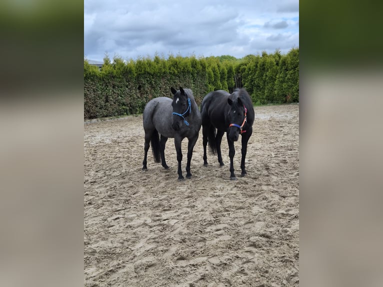 American Quarter Horse Merrie 15 Jaar 148 cm Roan-Blue in Osnabrück