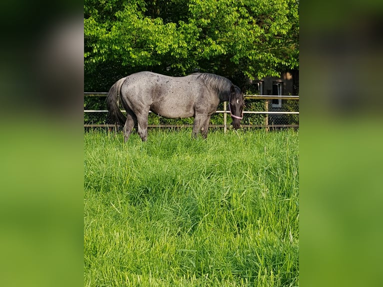 American Quarter Horse Merrie 15 Jaar 148 cm Roan-Blue in Osnabrück