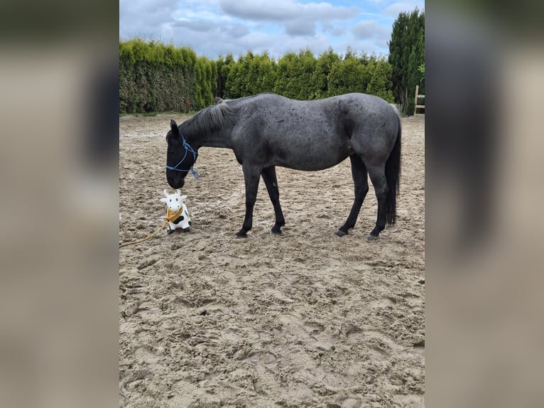 American Quarter Horse Merrie 15 Jaar 148 cm Roan-Blue in Osnabrück