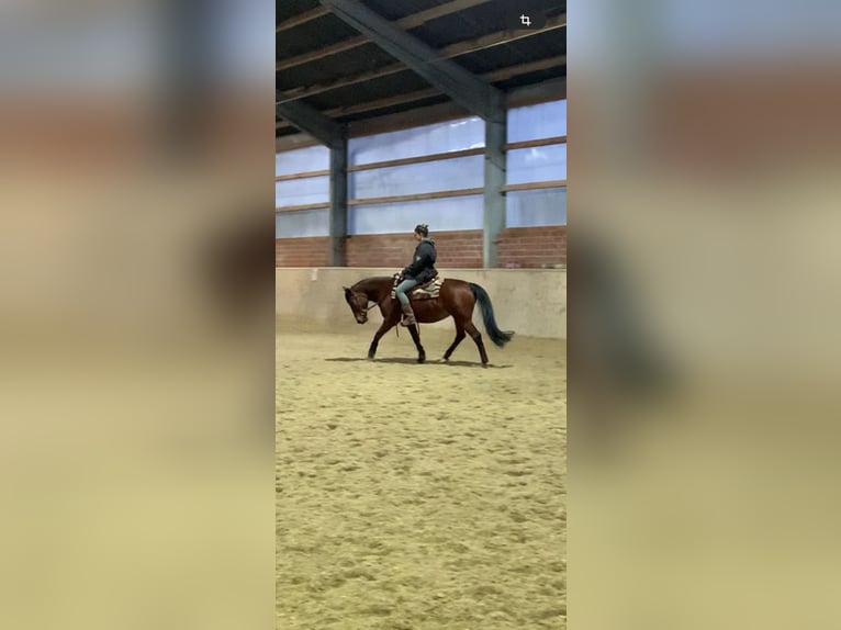 American Quarter Horse Mix Merrie 15 Jaar 149 cm Bruin in Alsdorf