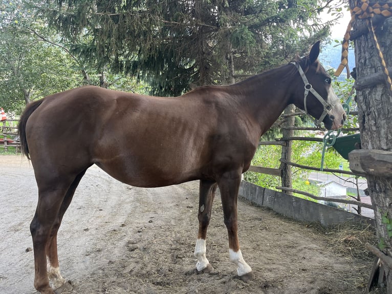 American Quarter Horse Merrie 15 Jaar 149 cm Gevlekt-paard in Braone