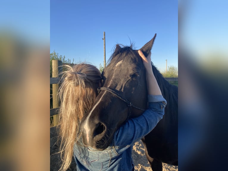 American Quarter Horse Merrie 15 Jaar 149 cm Zwart in Erkelenz