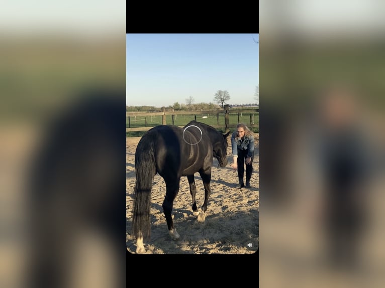 American Quarter Horse Merrie 15 Jaar 149 cm Zwart in Erkelenz