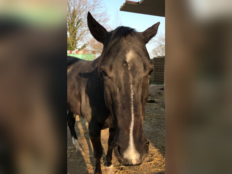 American Quarter Horse Merrie 15 Jaar 149 cm Zwart in Erkelenz