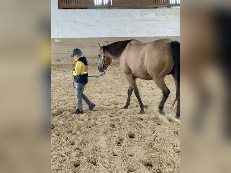 American Quarter Horse Merrie 15 Jaar 150 cm Buckskin in Parkstein