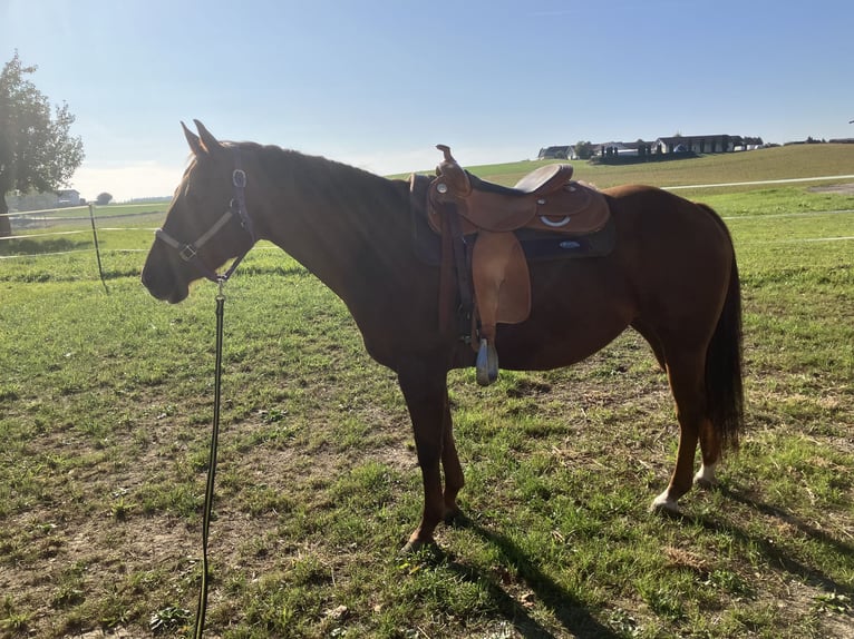 American Quarter Horse Merrie 15 Jaar 150 cm Donkere-vos in Velden