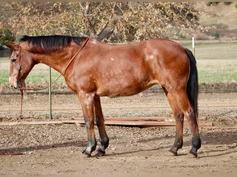 American Quarter Horse Merrie 15 Jaar 150 cm Roan-Bay in Bitterwater CA