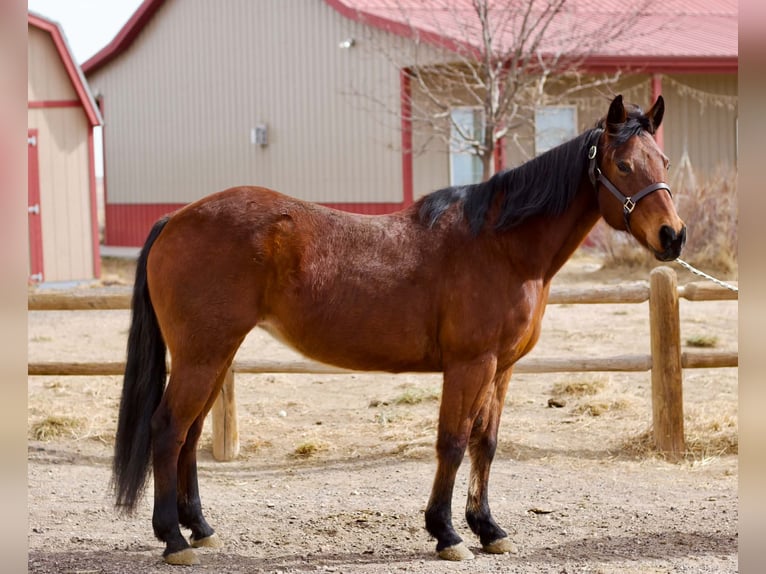 American Quarter Horse Merrie 15 Jaar 150 cm Roodbruin in Fort Collins