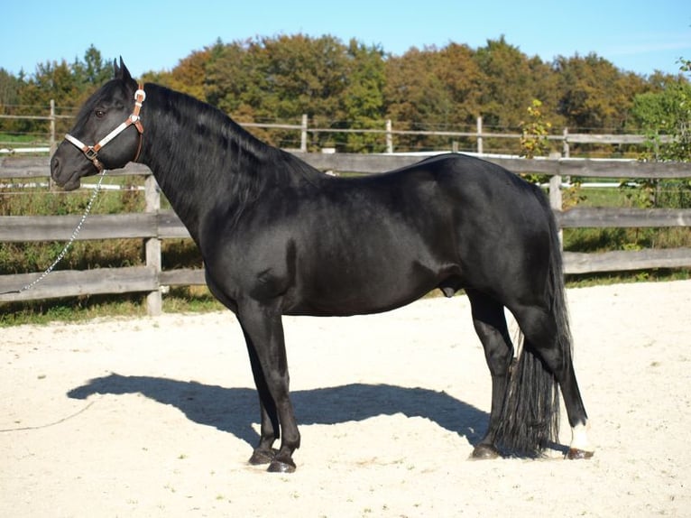 American Quarter Horse Merrie 15 Jaar 150 cm Zwartbruin in Mellingen