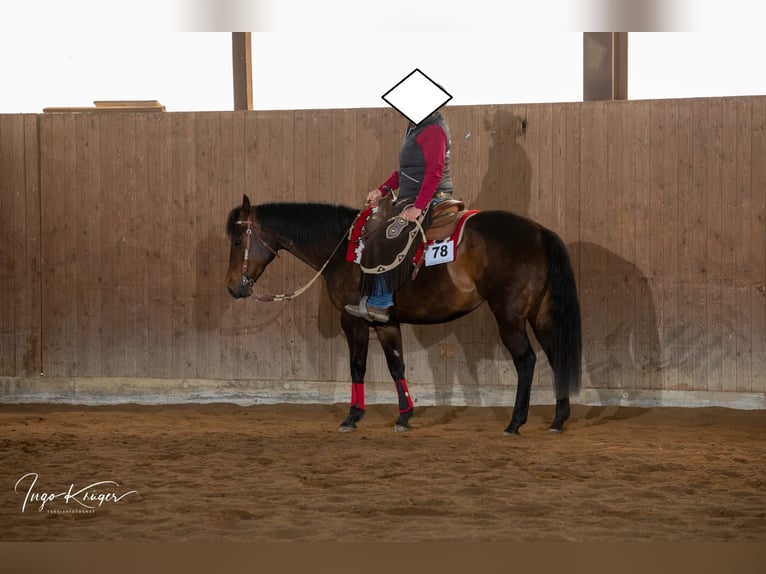 American Quarter Horse Merrie 15 Jaar 151 cm Bruin in Seevetal