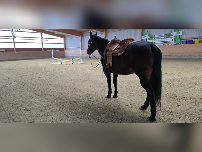 American Quarter Horse Merrie 15 Jaar 151 cm Bruin in Seevetal