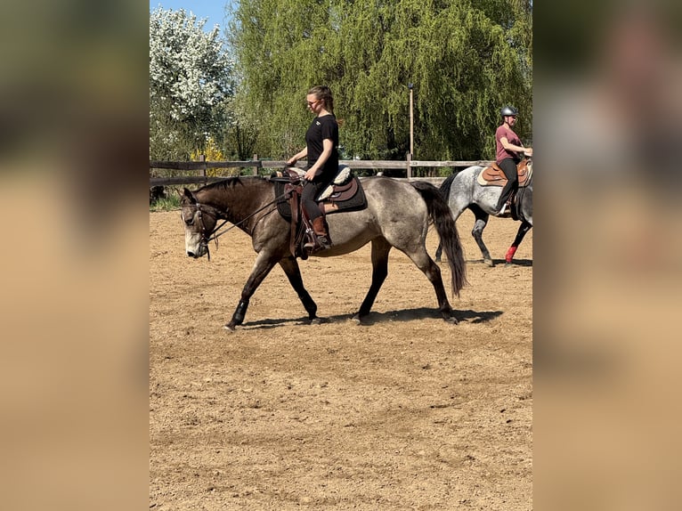 American Quarter Horse Merrie 15 Jaar 152 cm Buckskin in Oranienburg