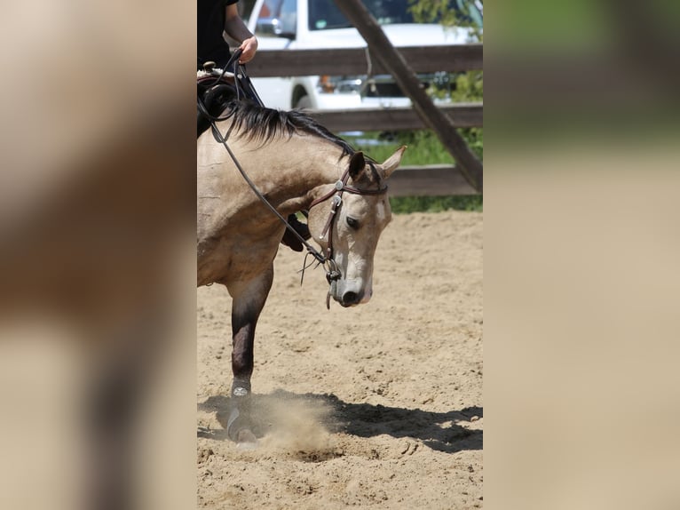 American Quarter Horse Merrie 15 Jaar 152 cm Buckskin in Oranienburg