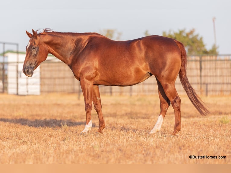 American Quarter Horse Merrie 15 Jaar 152 cm Donkere-vos in WEATHERFORD, TX