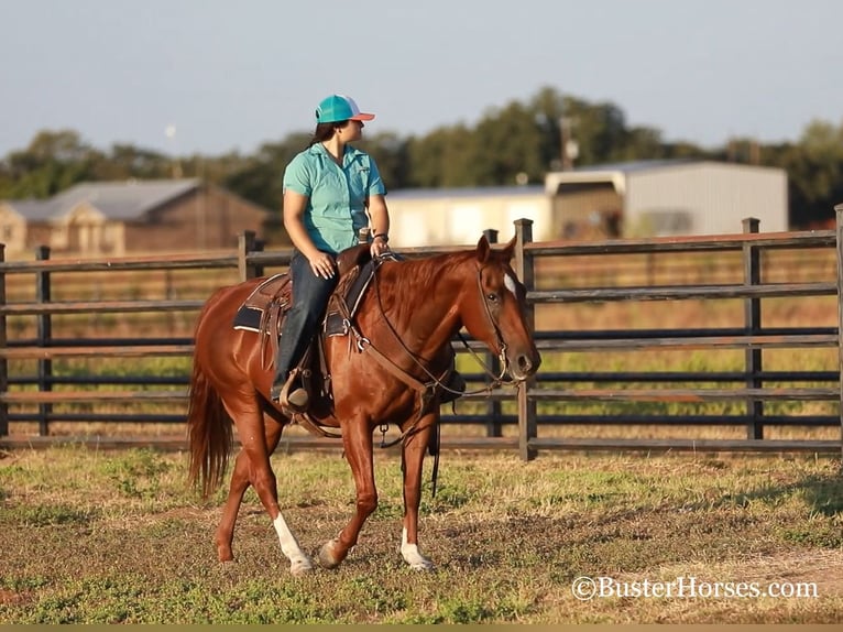 American Quarter Horse Merrie 15 Jaar 152 cm Donkere-vos in WEATHERFORD, TX