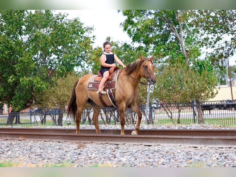 American Quarter Horse Merrie 15 Jaar 152 cm Falbe in Terrell