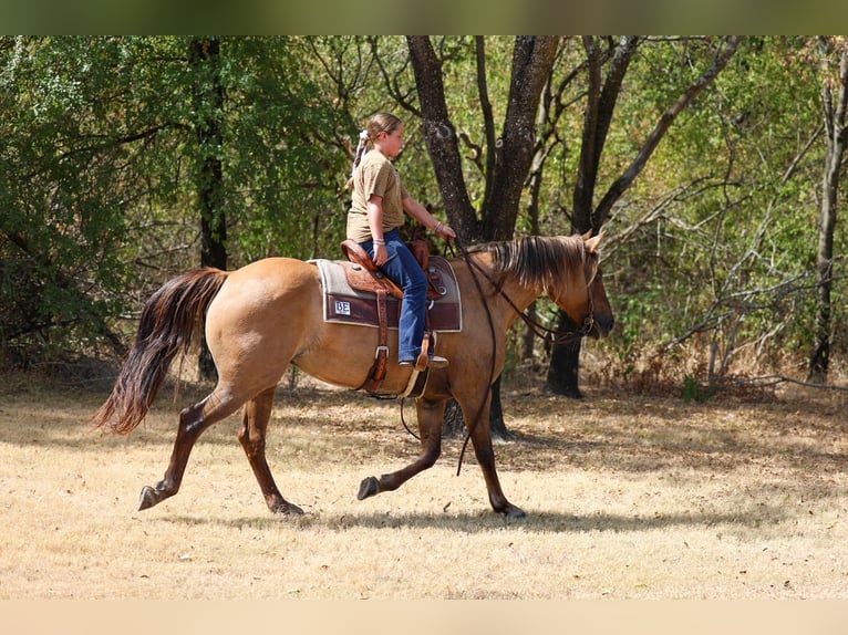 American Quarter Horse Merrie 15 Jaar 152 cm Falbe in Terrell
