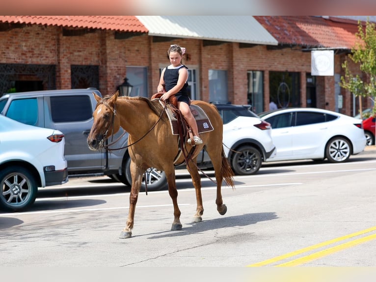 American Quarter Horse Merrie 15 Jaar 152 cm Falbe in Terrell