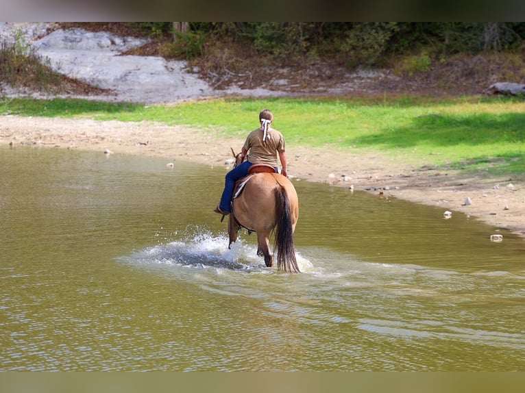 American Quarter Horse Merrie 15 Jaar 152 cm Falbe in Terrell