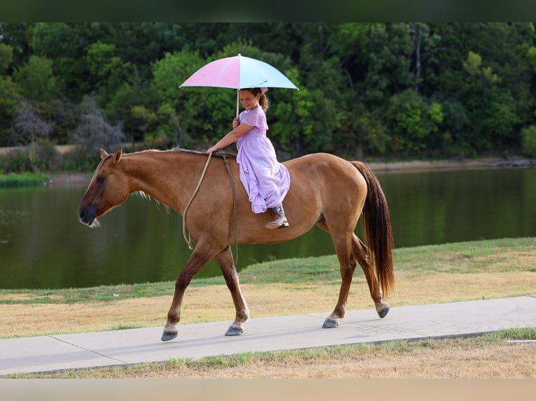 American Quarter Horse Merrie 15 Jaar 152 cm Falbe in Terrell